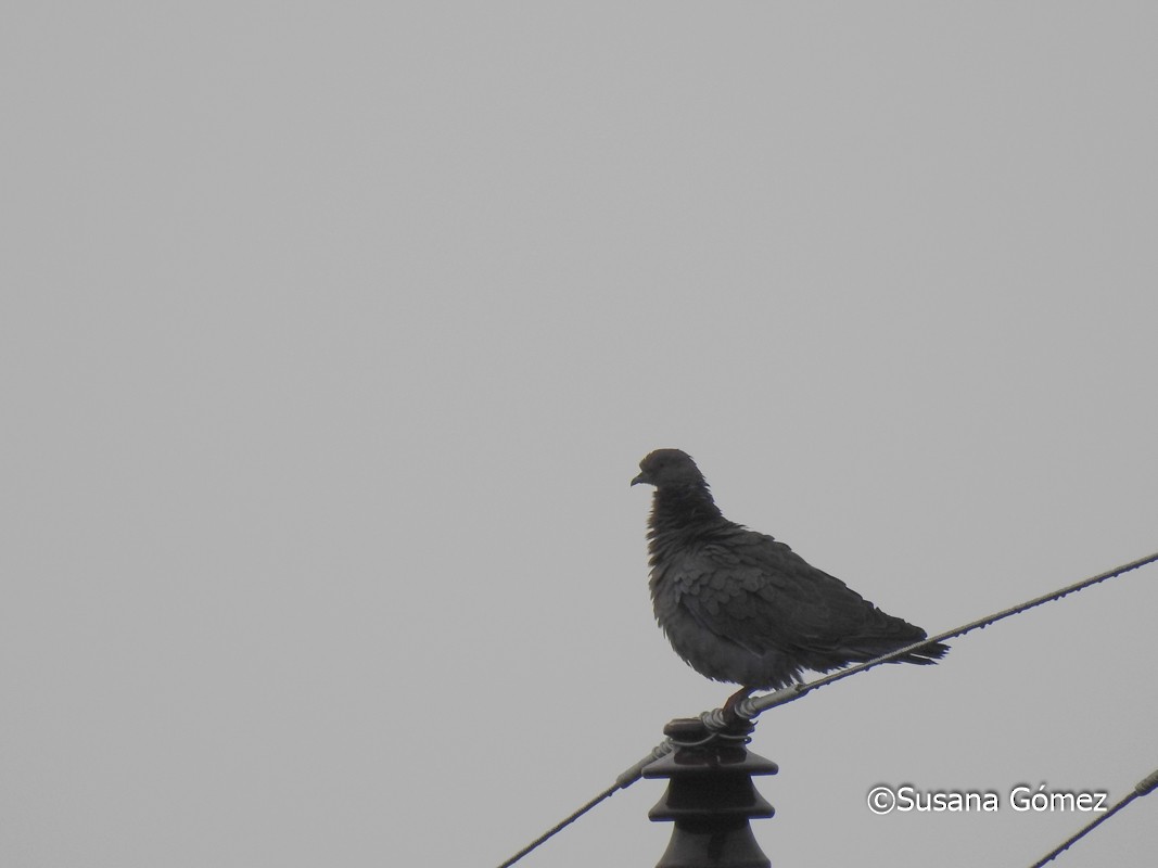 Picazuro Pigeon - Susana Gómez