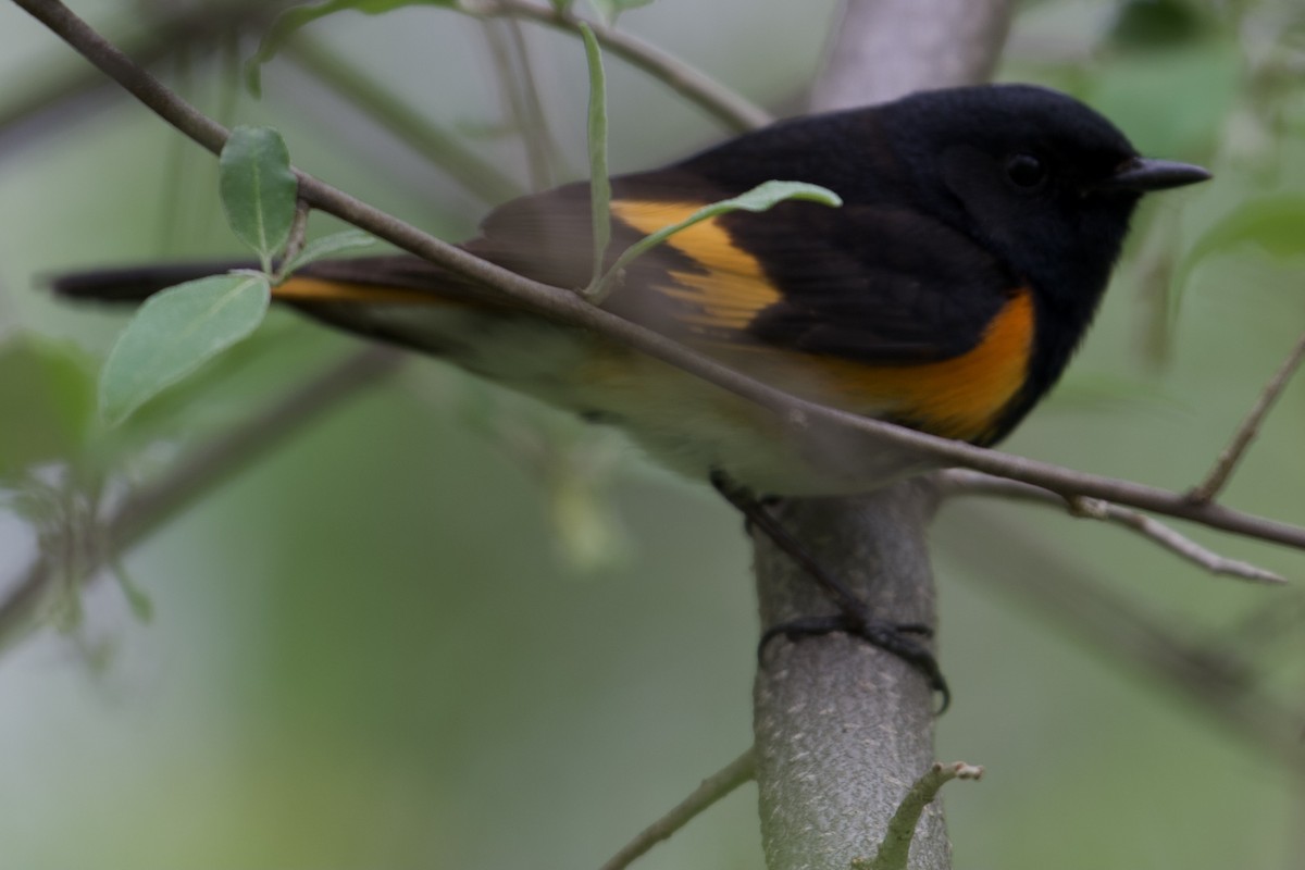 American Redstart - ML336070621