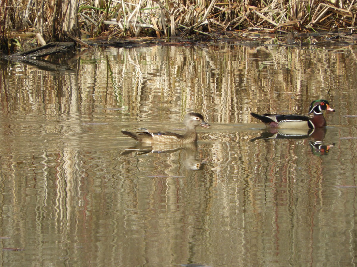 Wood Duck - ML336071521