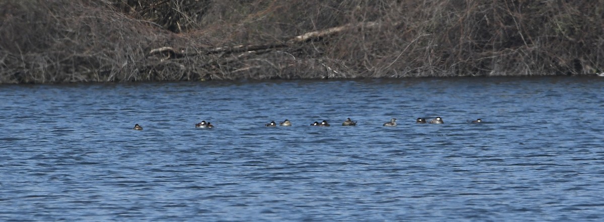 Ruddy Duck - ML336072001