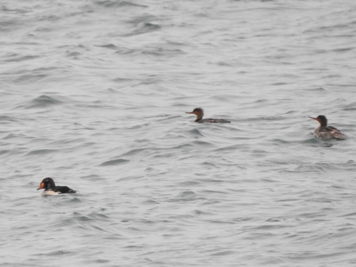 King Eider - ML336072061