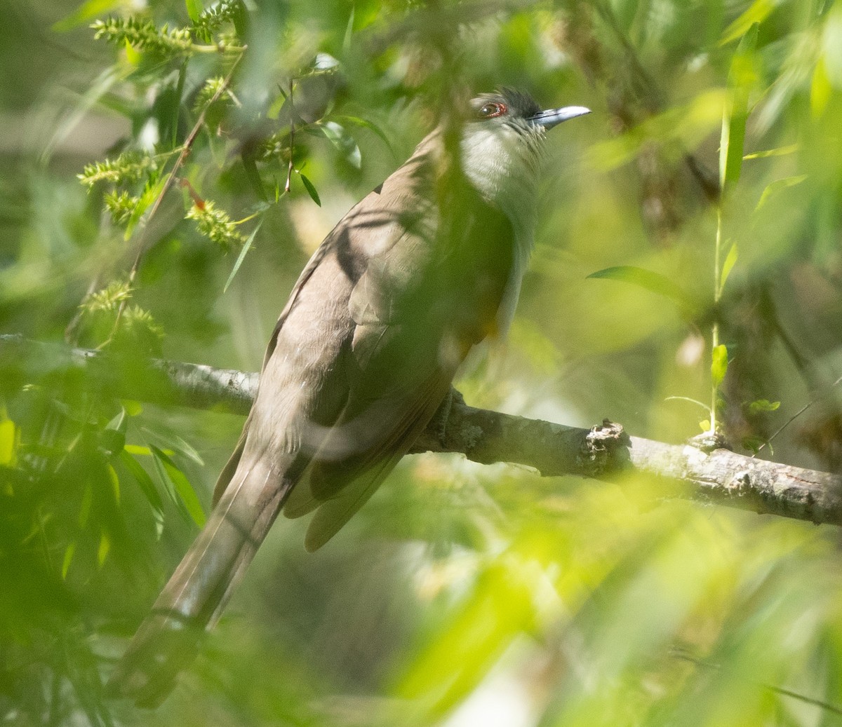 Black-billed Cuckoo - ML336072541