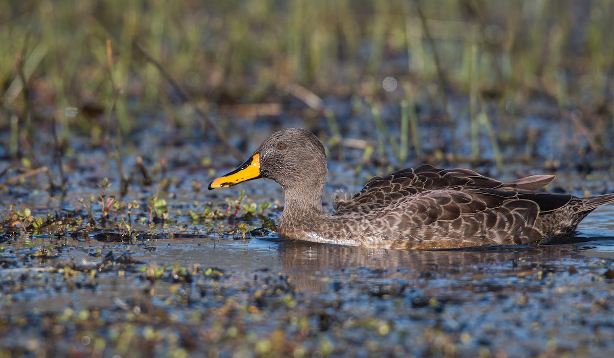 Yellow-billed Duck - ML33607291