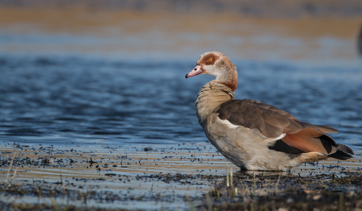 Egyptian Goose - ML33607341