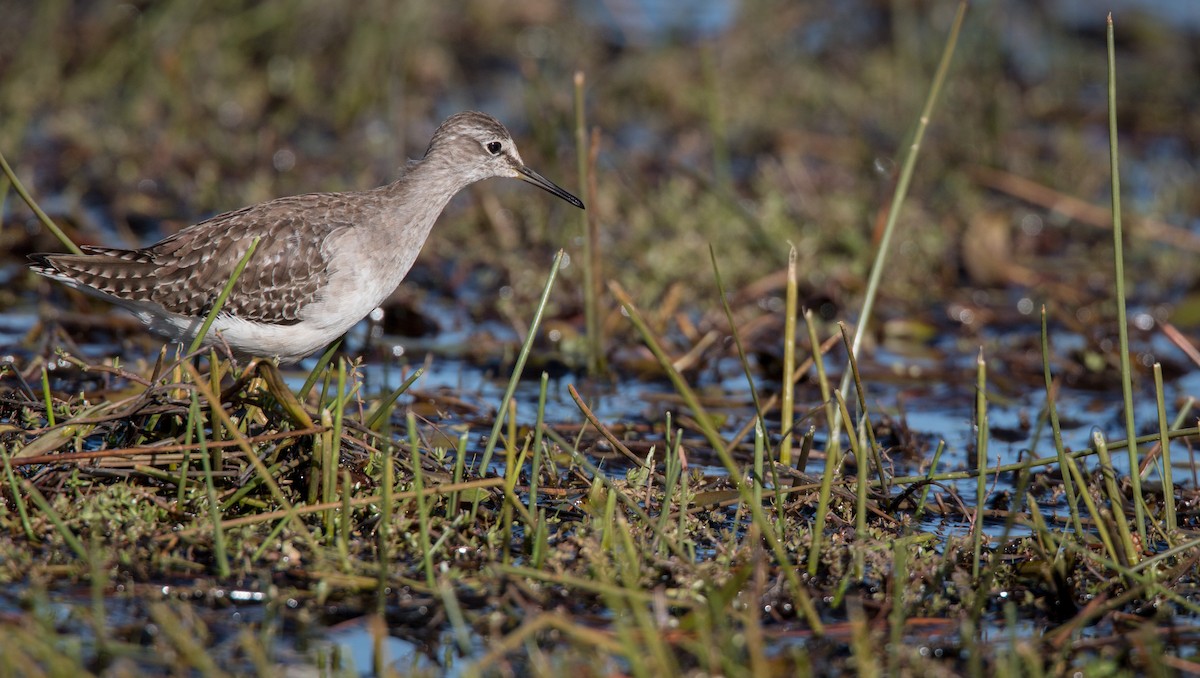 Wood Sandpiper - ML33607371