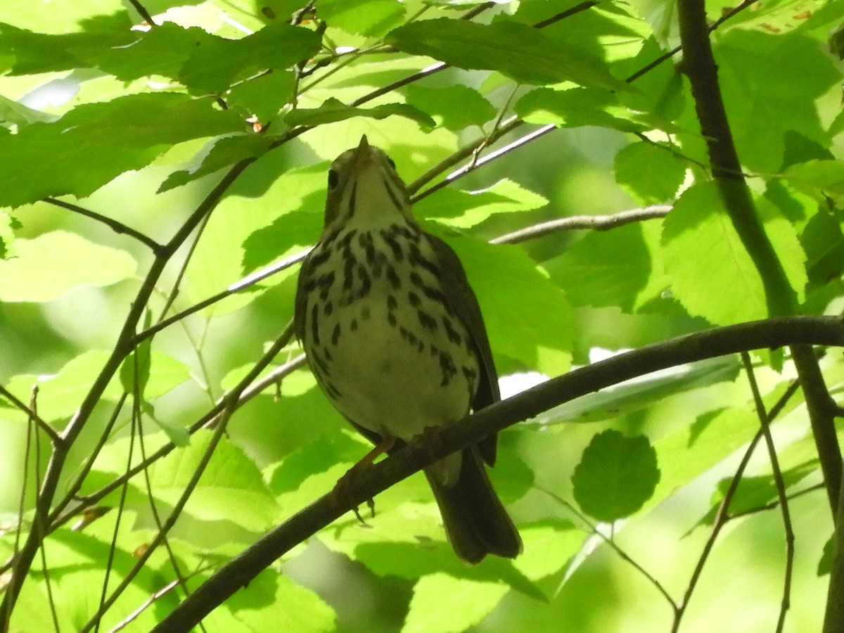 Ovenbird - ML336073711