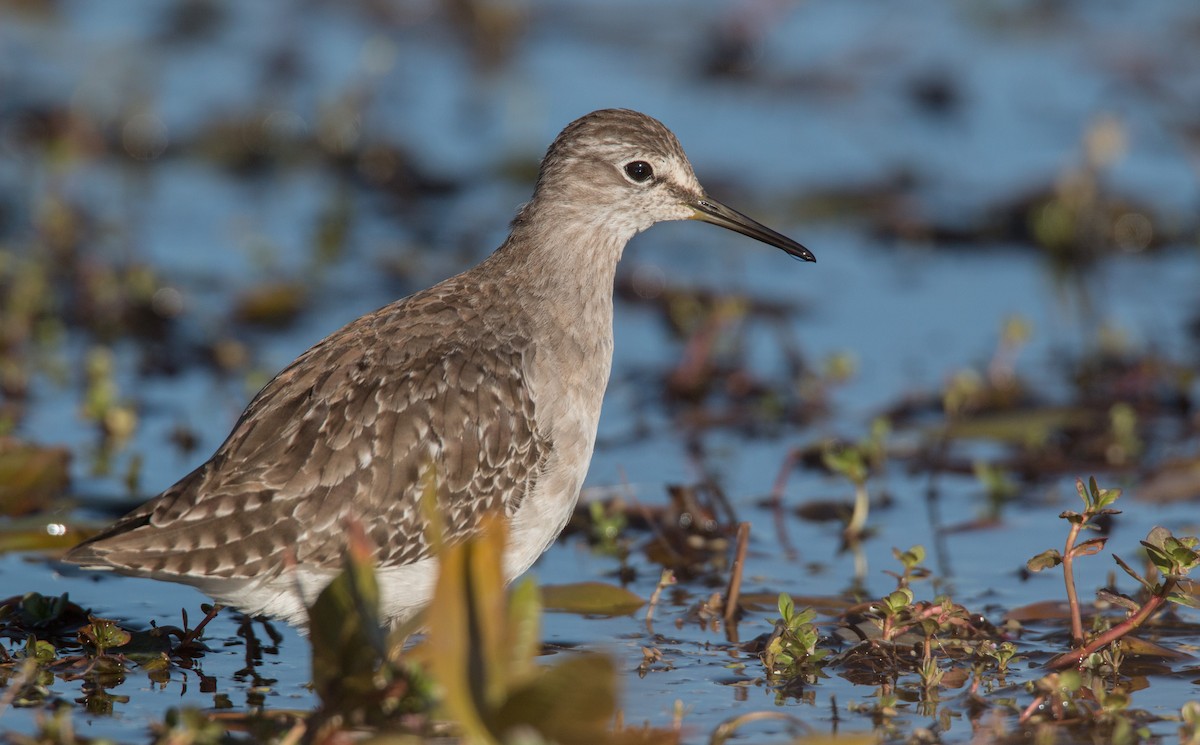 Wood Sandpiper - ML33607381