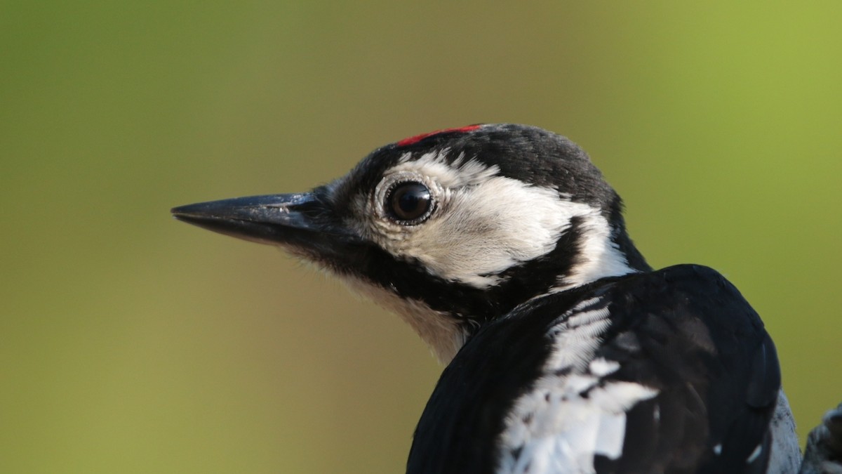 Great Spotted Woodpecker - ML33607551