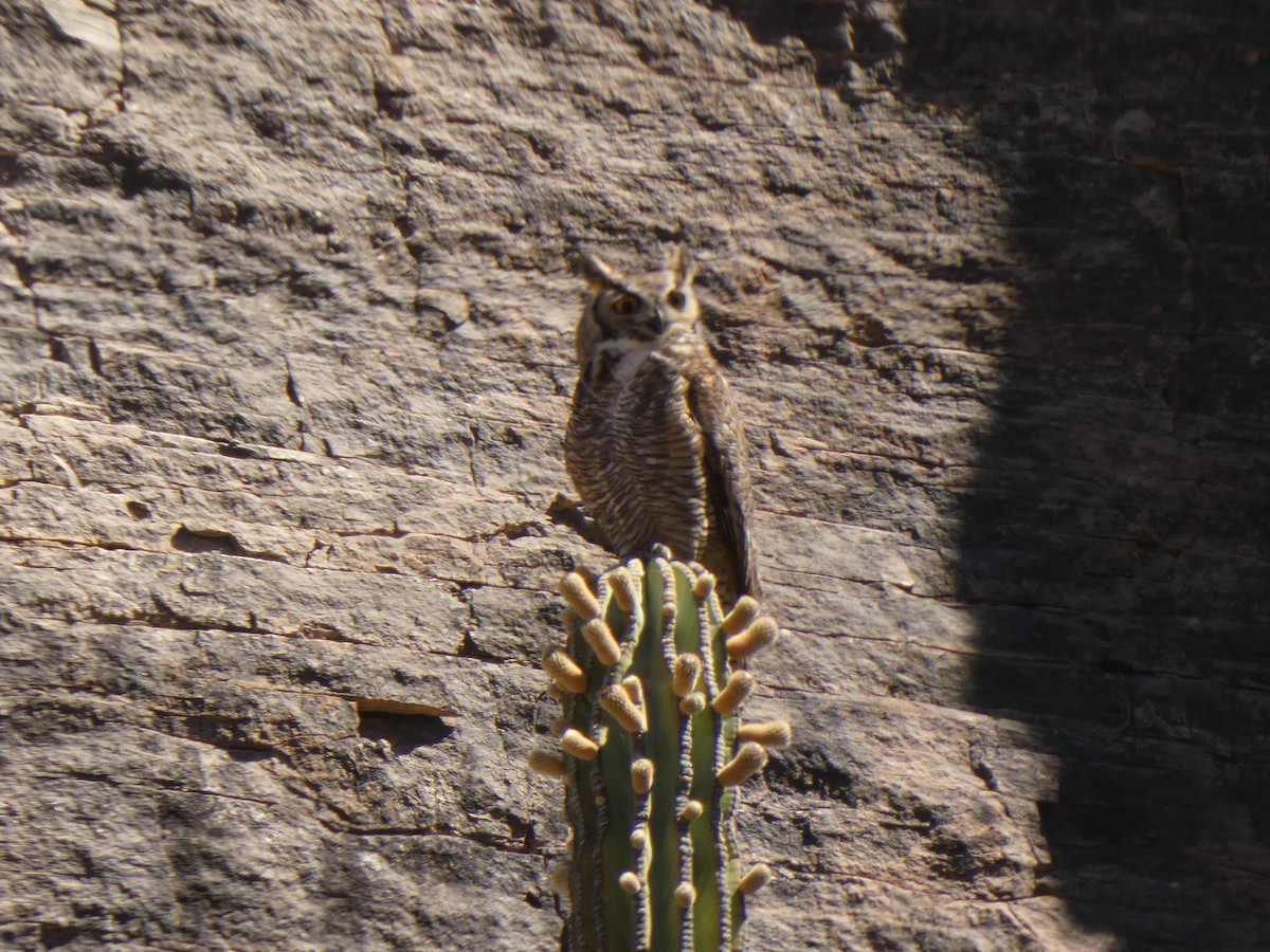 Great Horned Owl - ML336075691