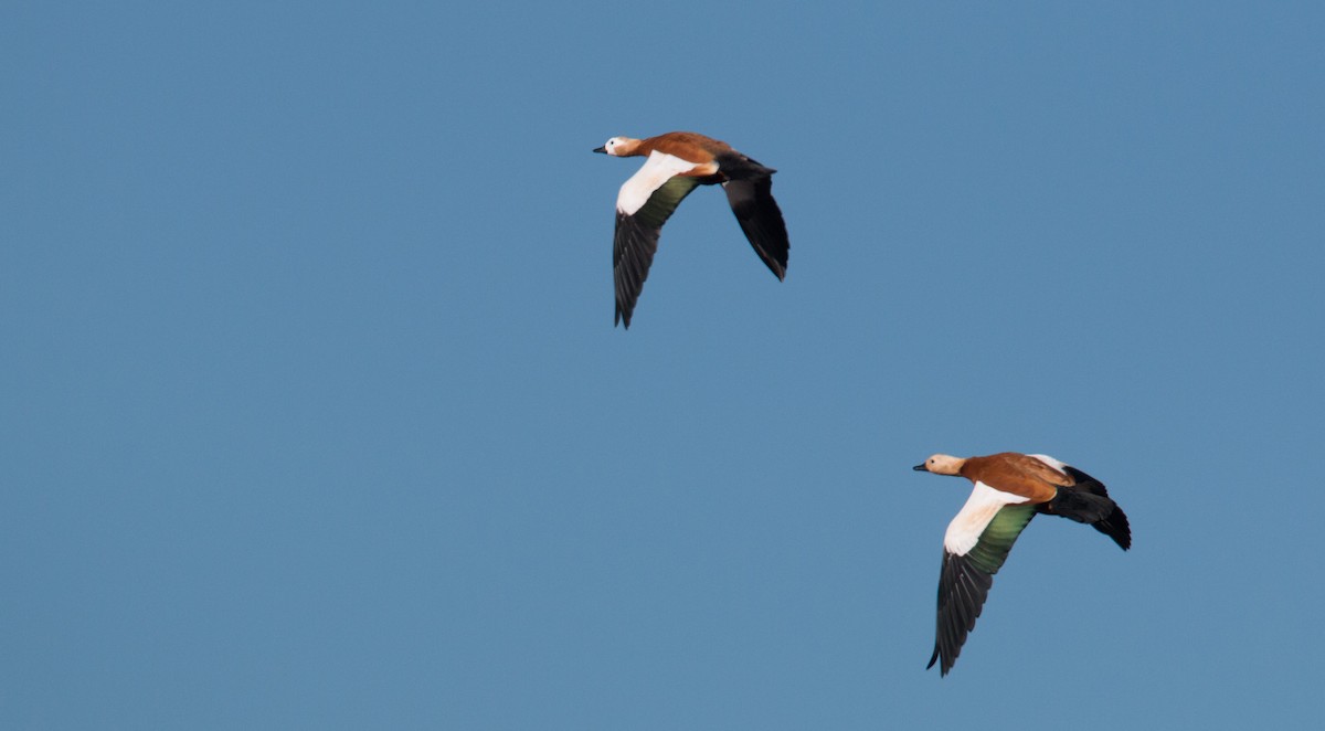 Ruddy Shelduck - ML33607611