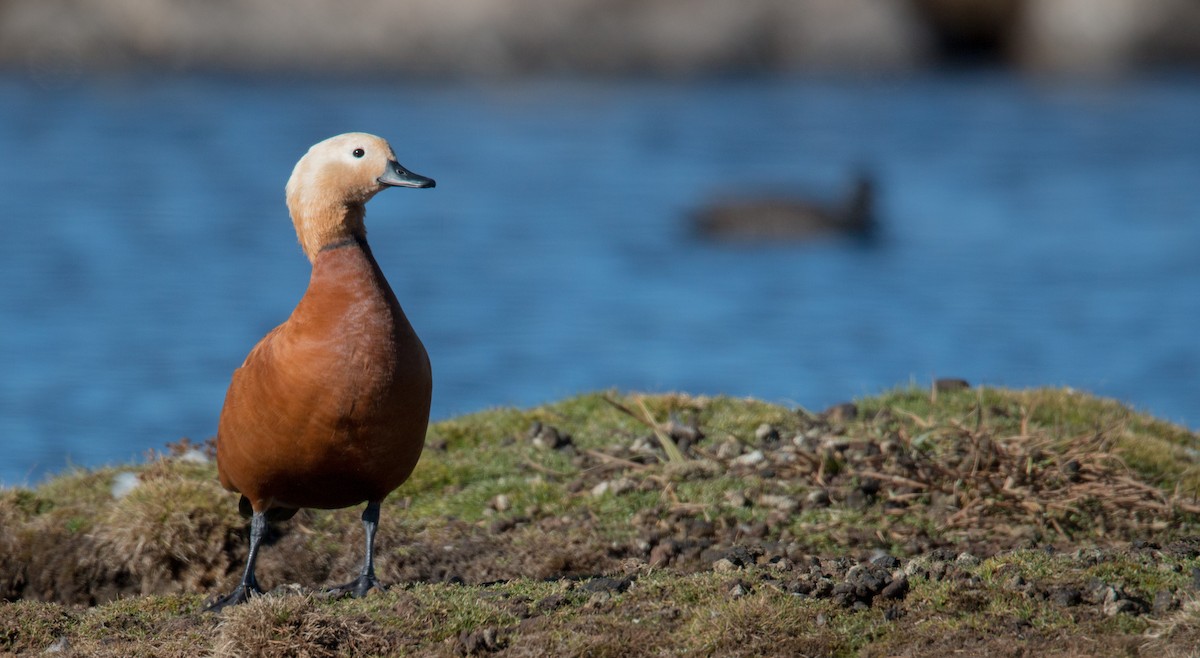 Ruddy Shelduck - ML33607621