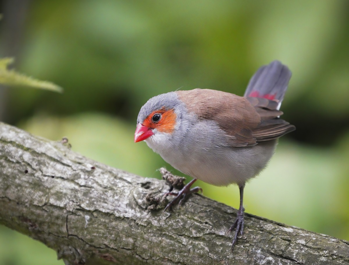 Orange-cheeked Waxbill - ML336077031