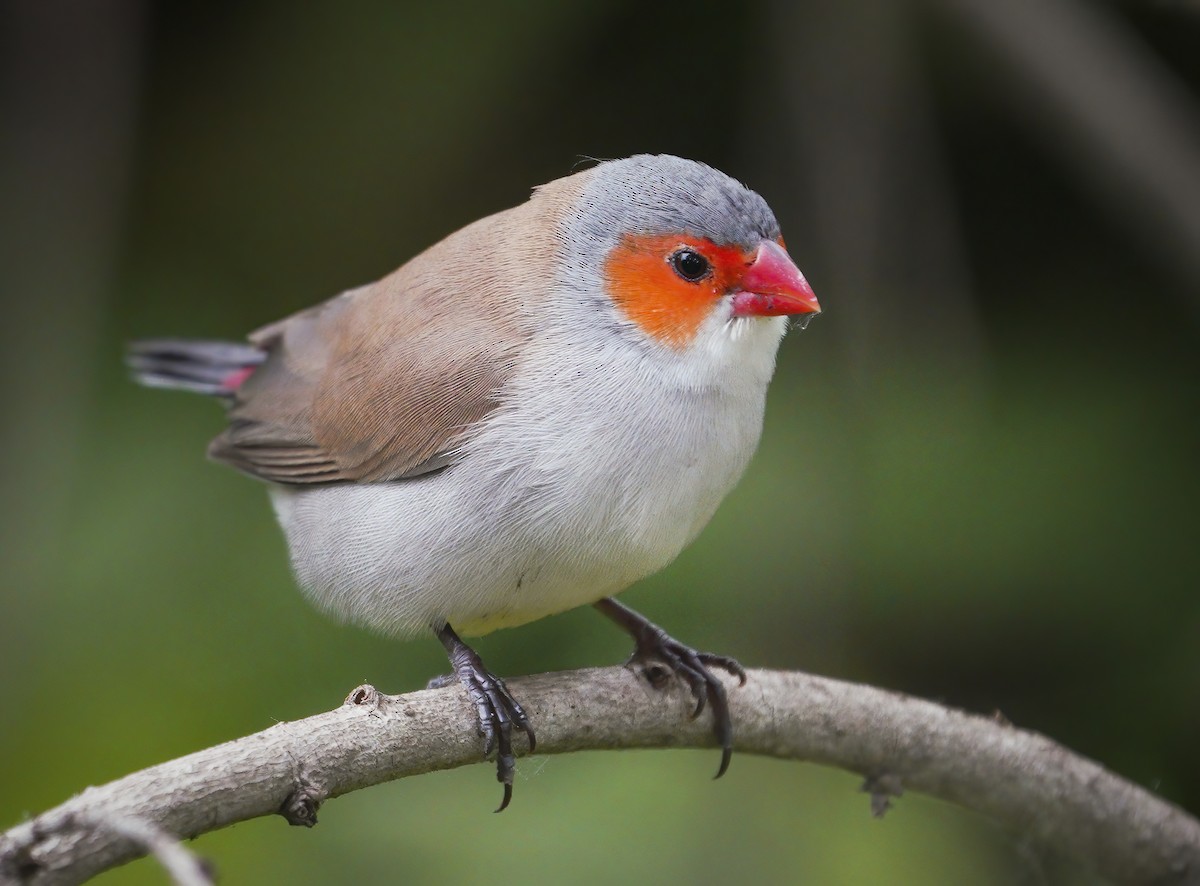 Orange-cheeked Waxbill - ML336077071