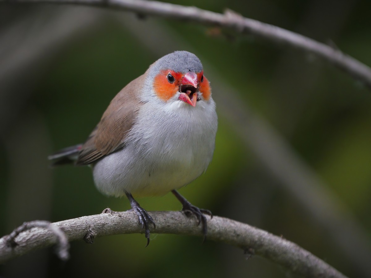 Orange-cheeked Waxbill - ML336077081