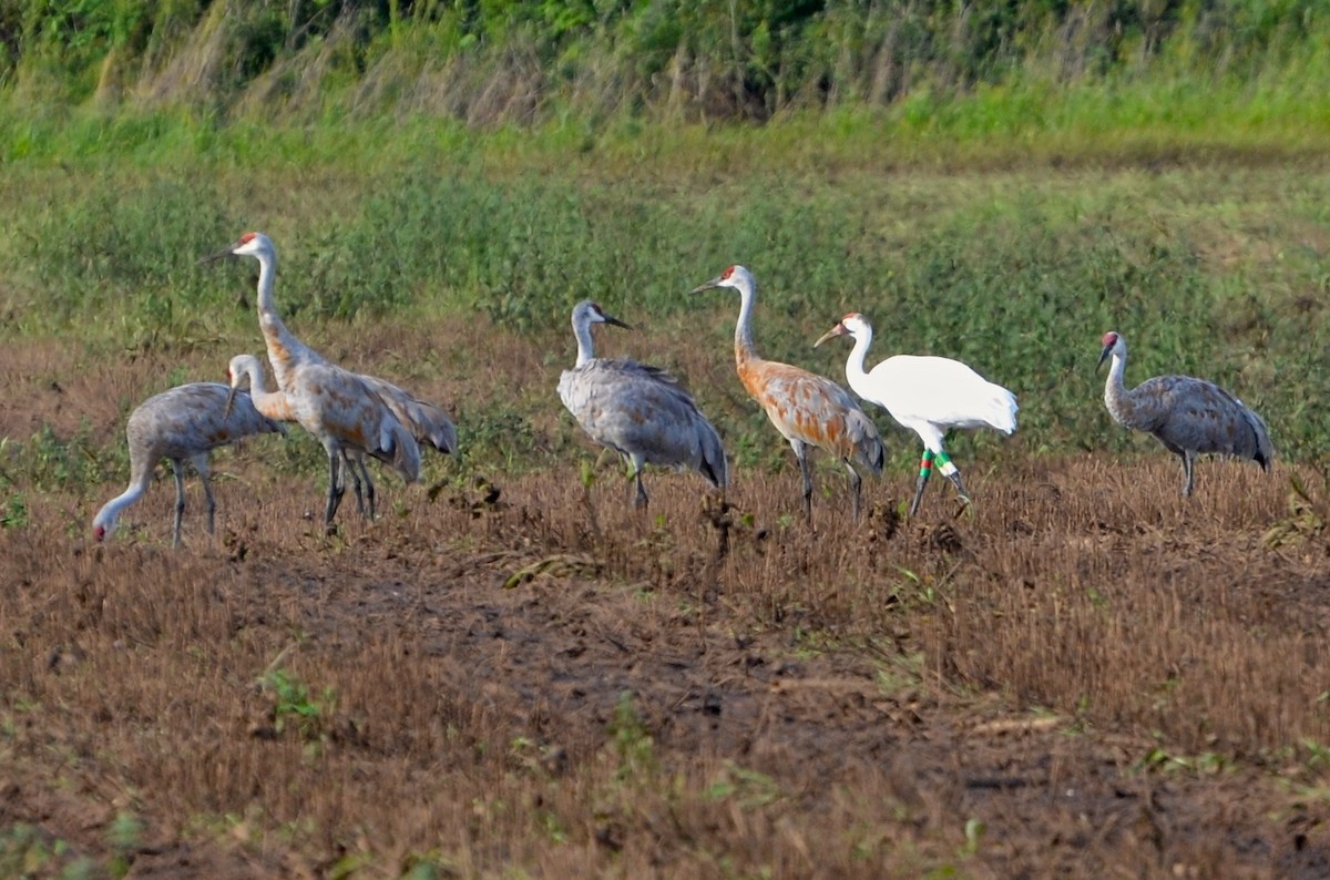 Whooping Crane - ML33607741