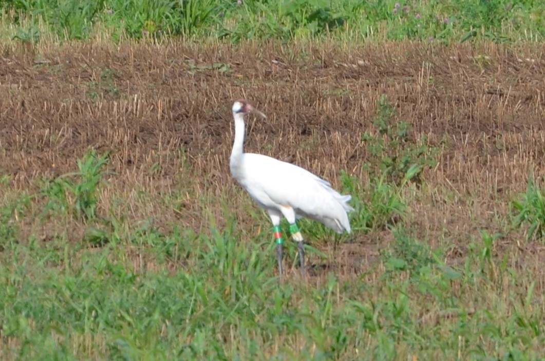 Whooping Crane - Robert Kuchta