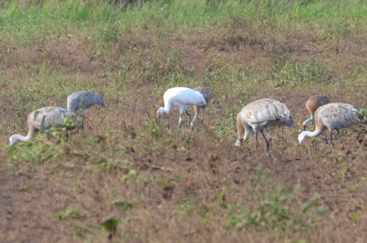 Whooping Crane - Robert Kuchta