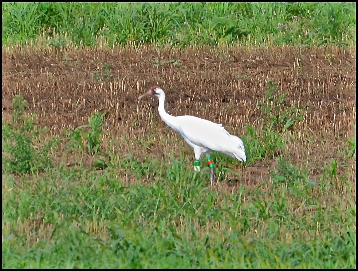 Whooping Crane - ML33607821