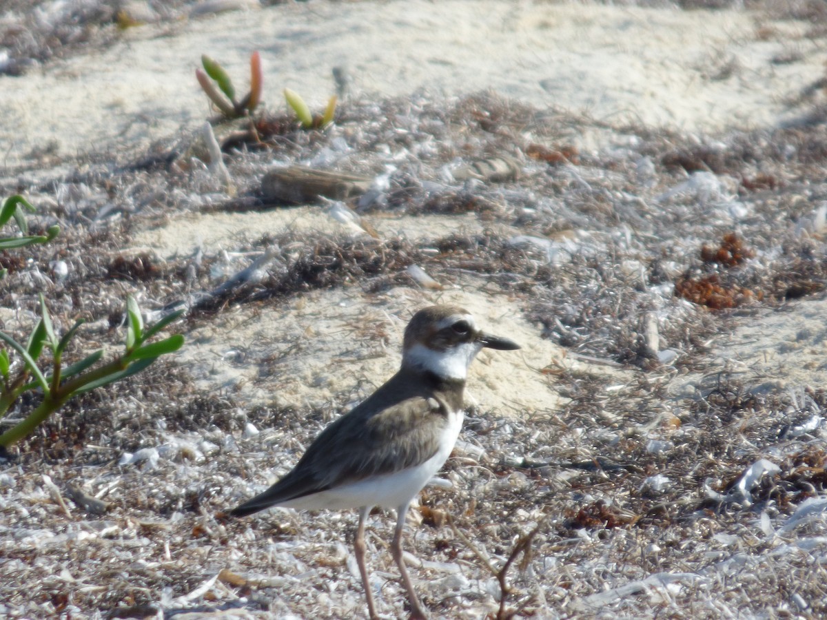 Wilson's Plover - ML336079151