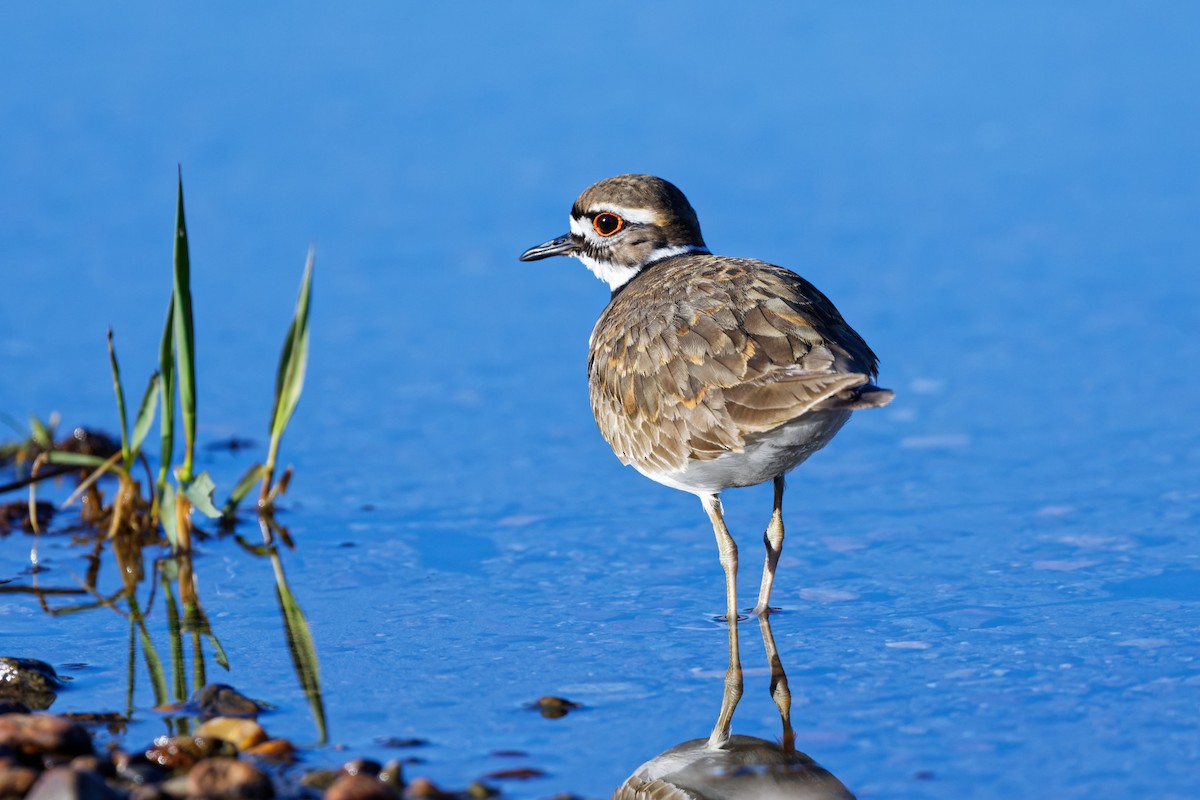 Killdeer - ML336079651