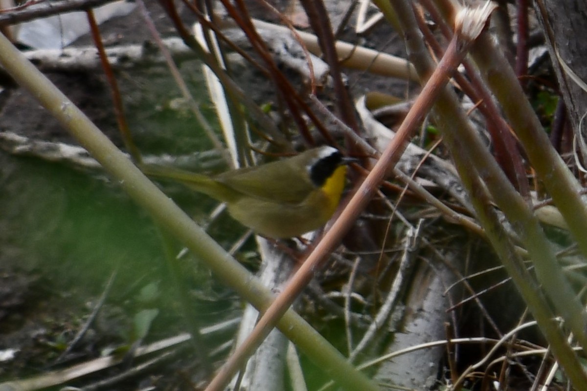 Common Yellowthroat - ML336079711