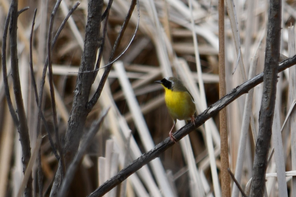 Common Yellowthroat - ML336080001