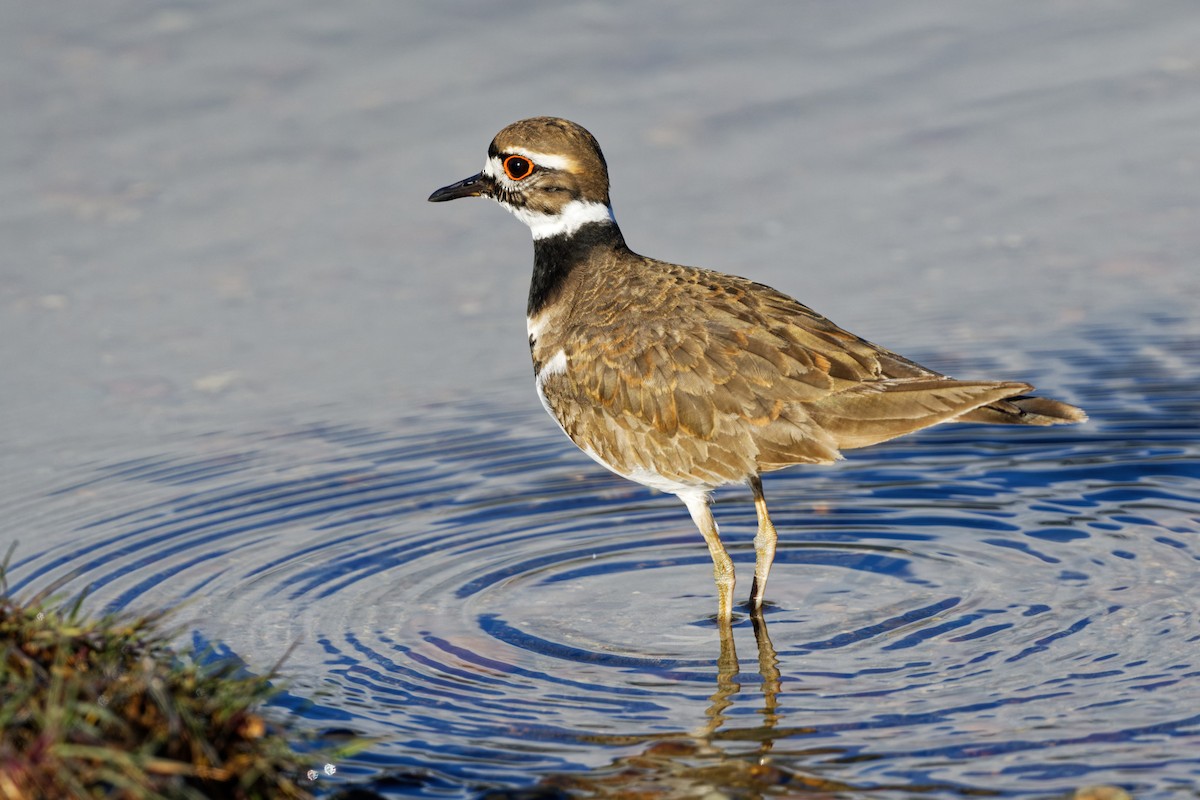 Killdeer - ML336080121