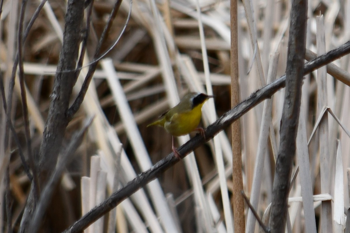 Common Yellowthroat - ML336080141