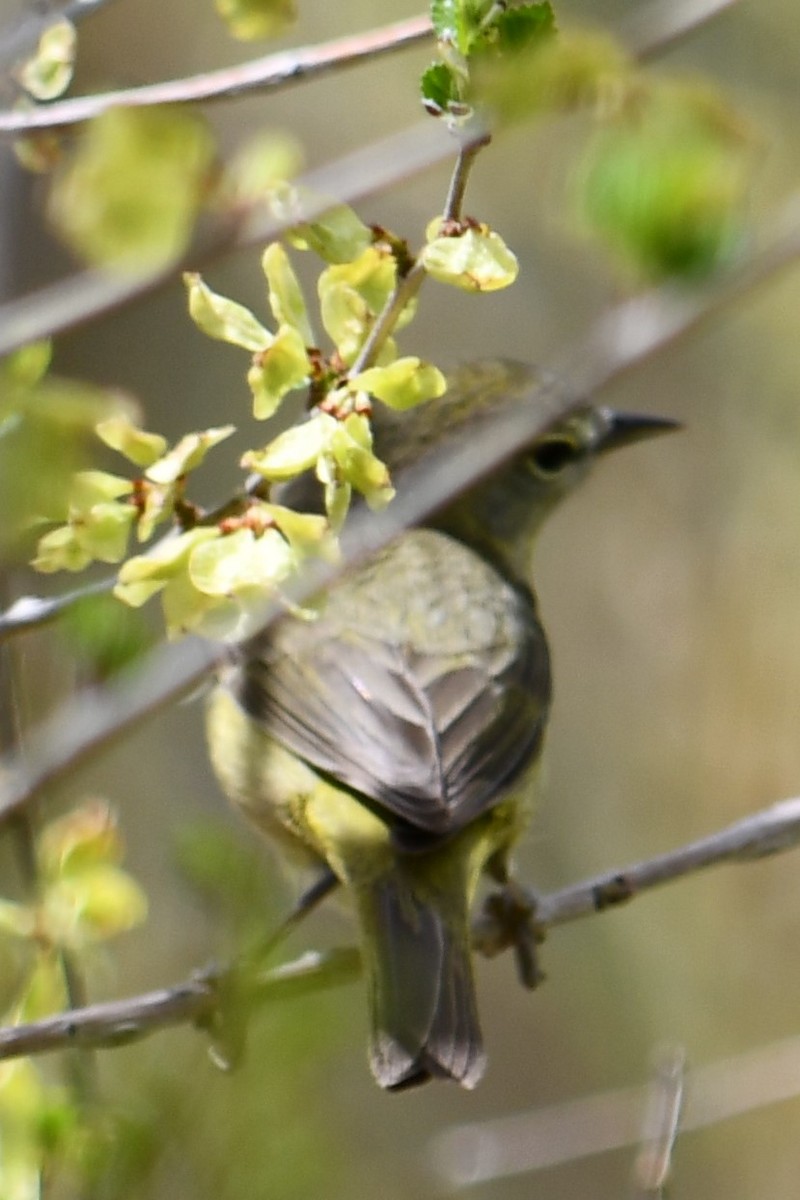Common Yellowthroat - ML336080271