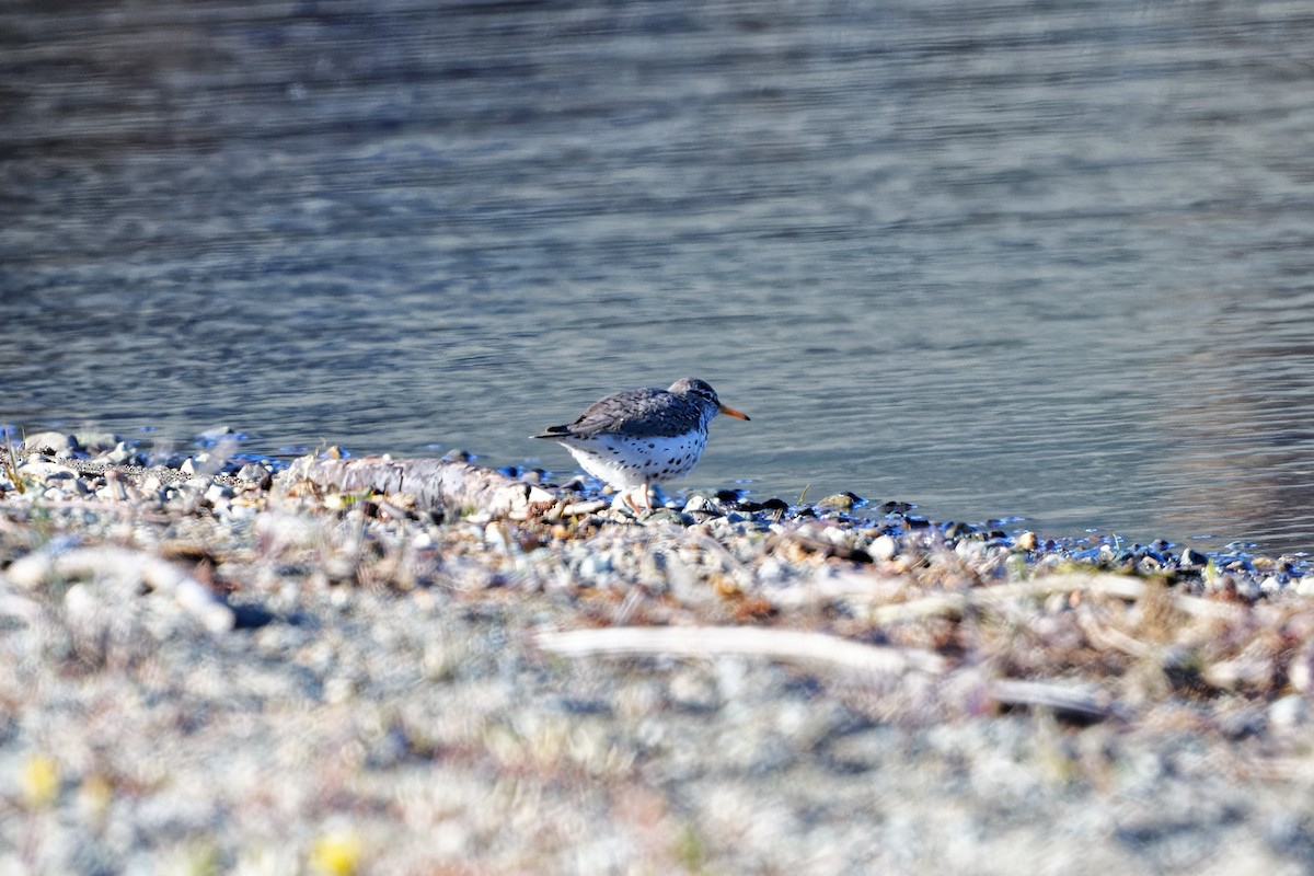 Spotted Sandpiper - ML336080281