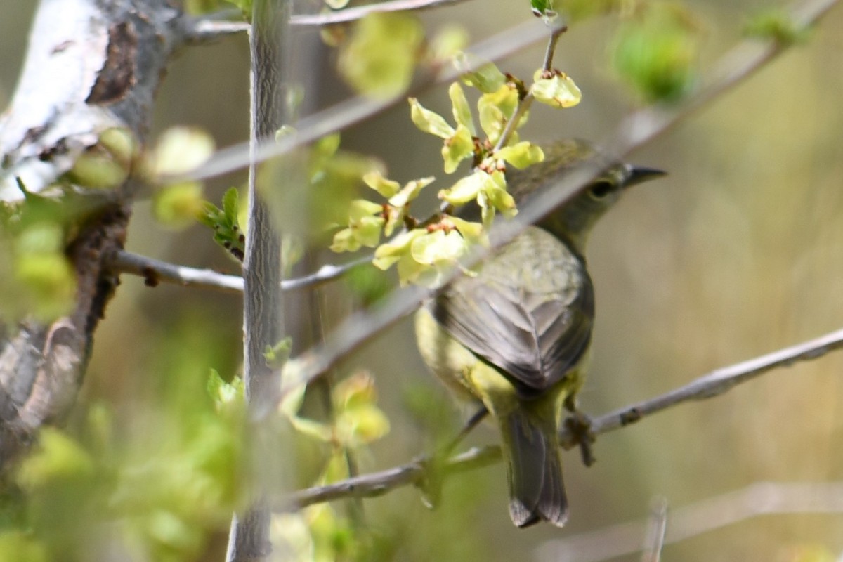 Common Yellowthroat - ML336080391