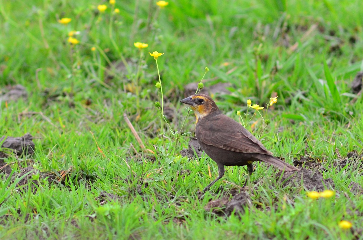 Yellow-headed Blackbird - ML336081081