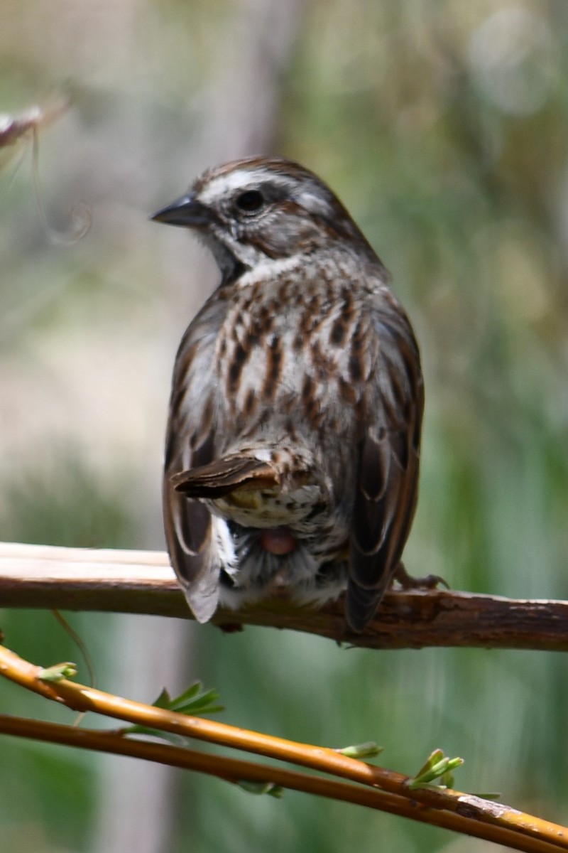 Song Sparrow - ML336081381