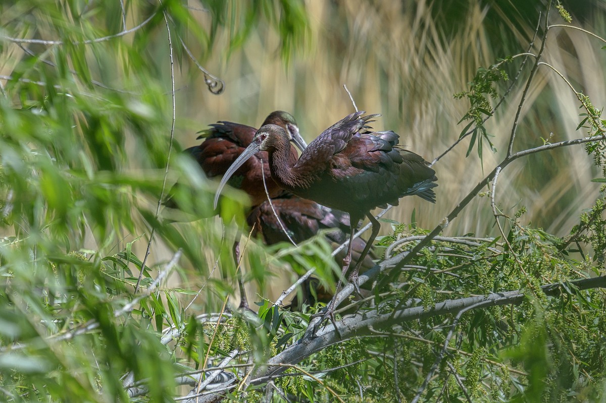 White-faced Ibis - ML336081521