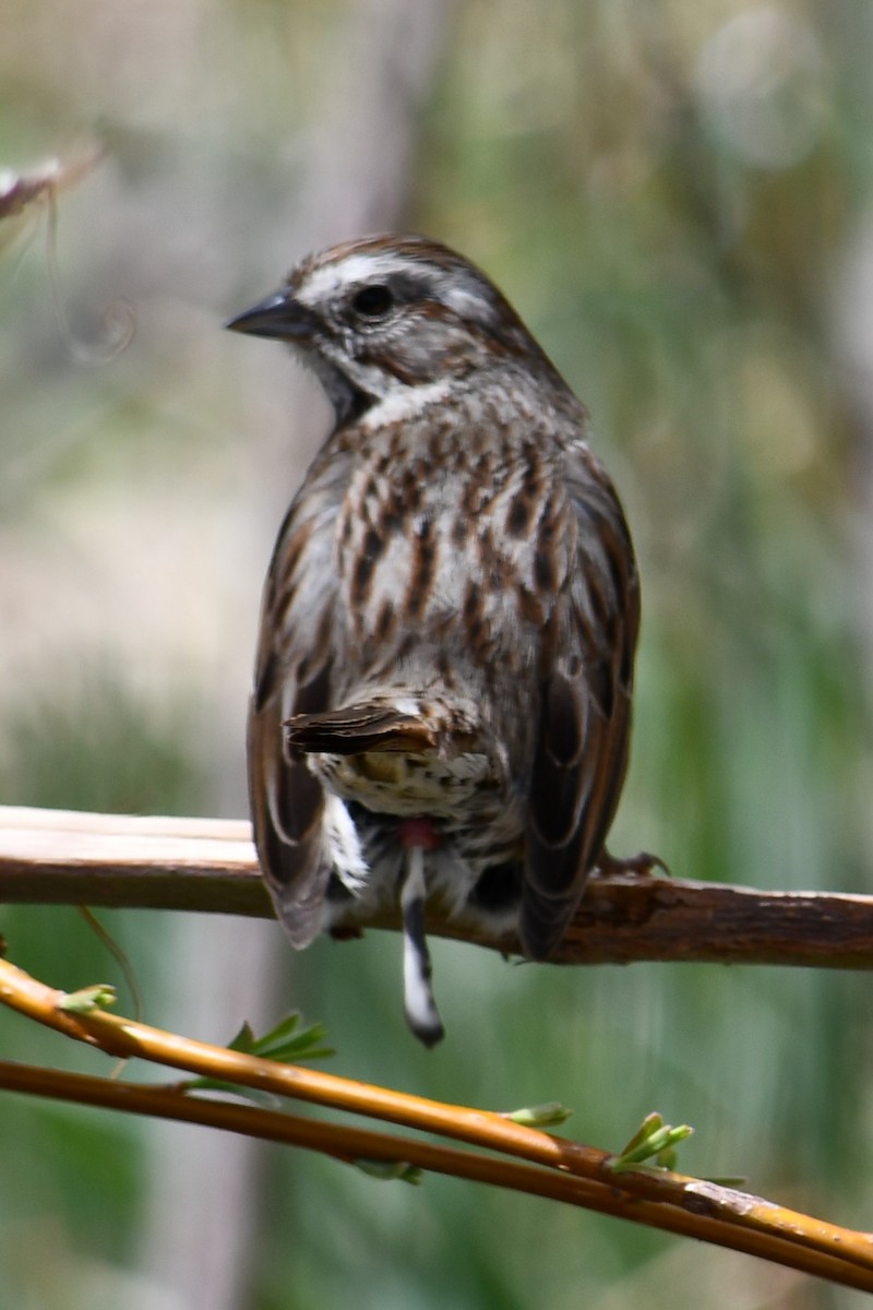 Song Sparrow - ML336081531