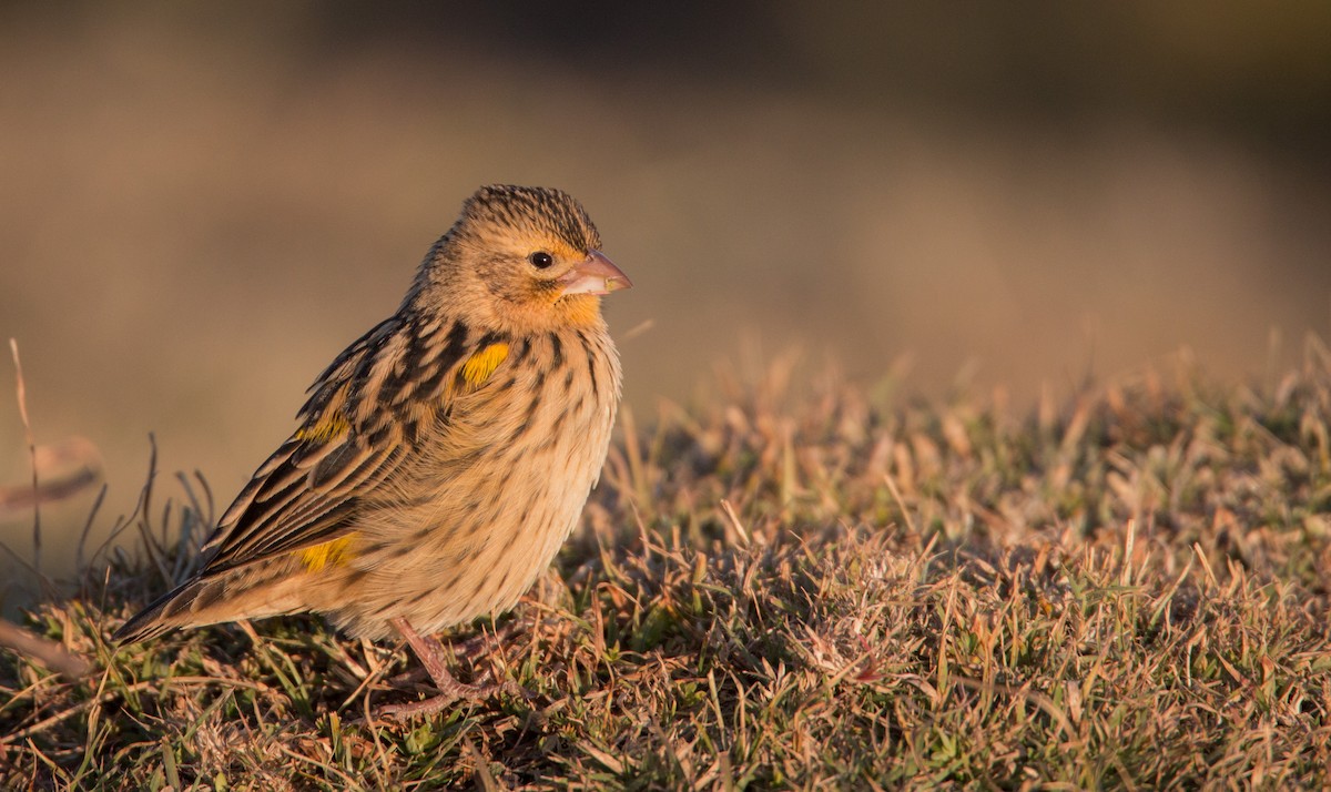 Yellow Bishop - Ian Davies