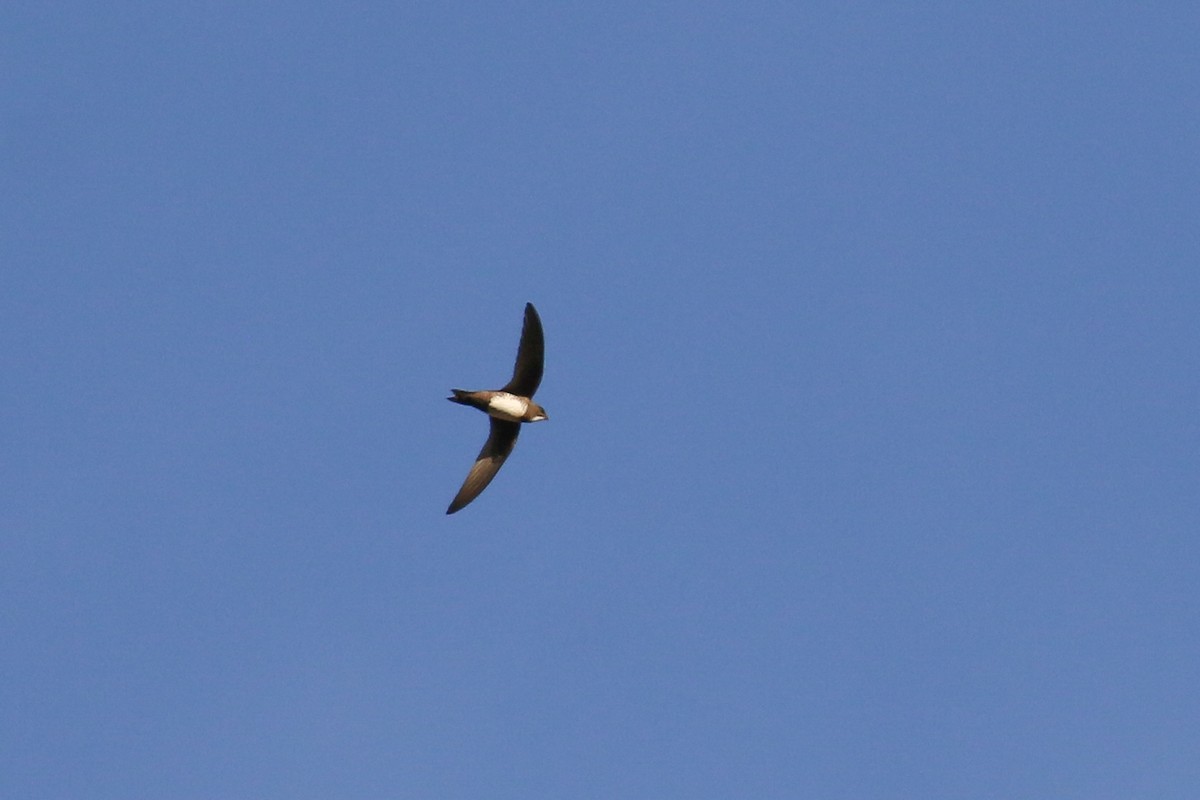 Alpine Swift - ML336083341