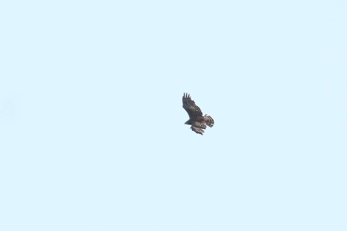 Black-chested Snake-Eagle - Fikret Ataşalan