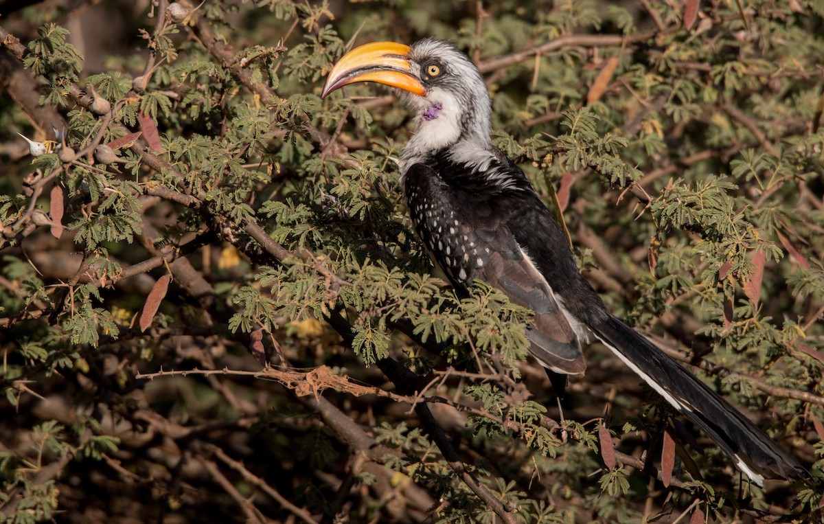 Eastern Yellow-billed Hornbill - ML33608451