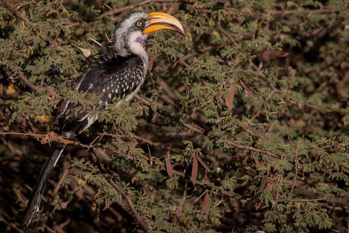 Eastern Yellow-billed Hornbill - ML33608461