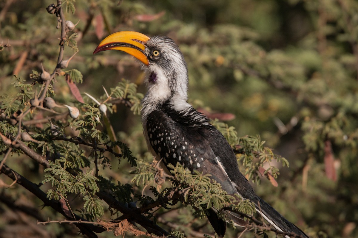 Eastern Yellow-billed Hornbill - ML33608471