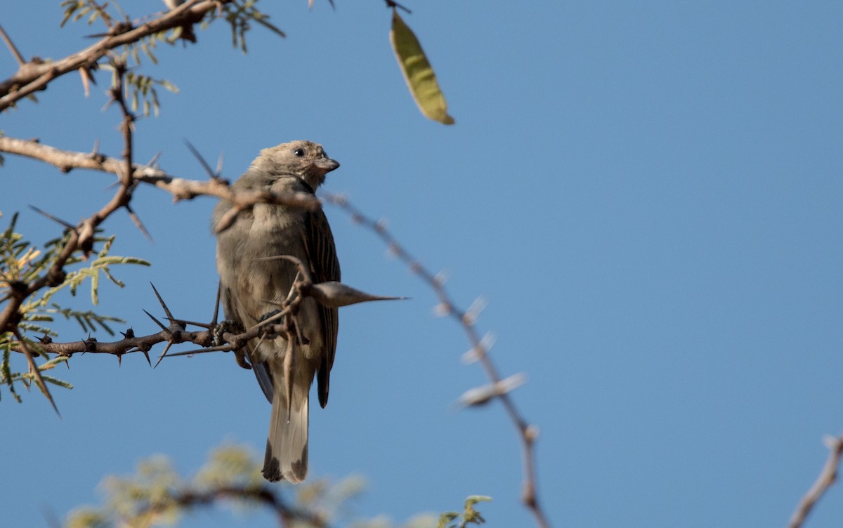 Lesser Honeyguide (Lesser) - Ian Davies