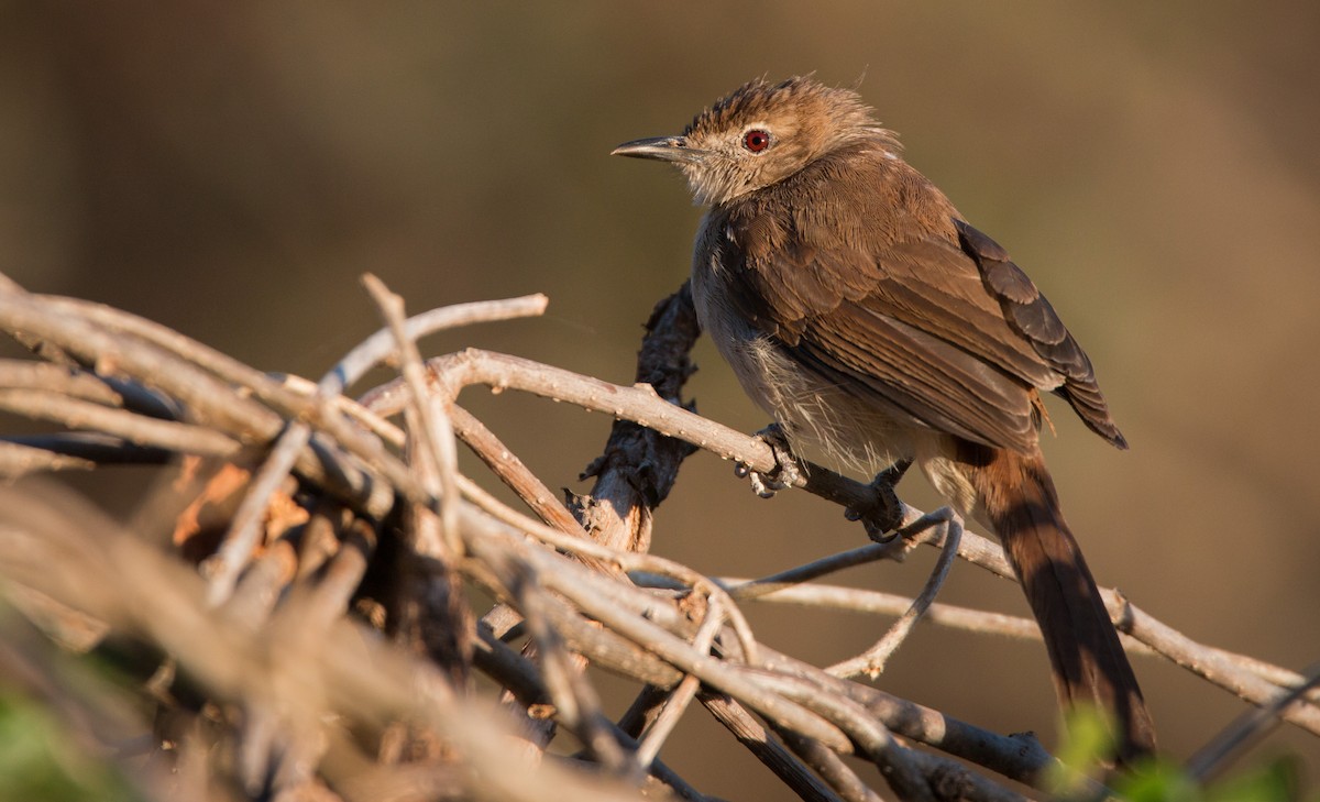 Bulbul brun - ML33608511