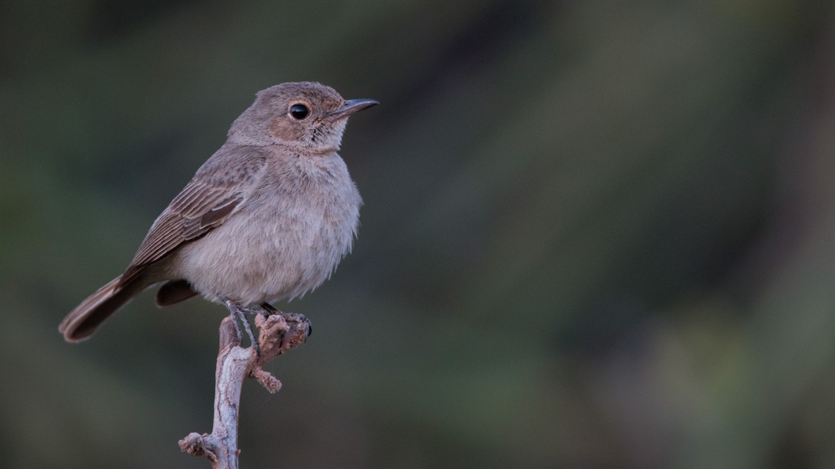 Brown-tailed Chat - Ian Davies