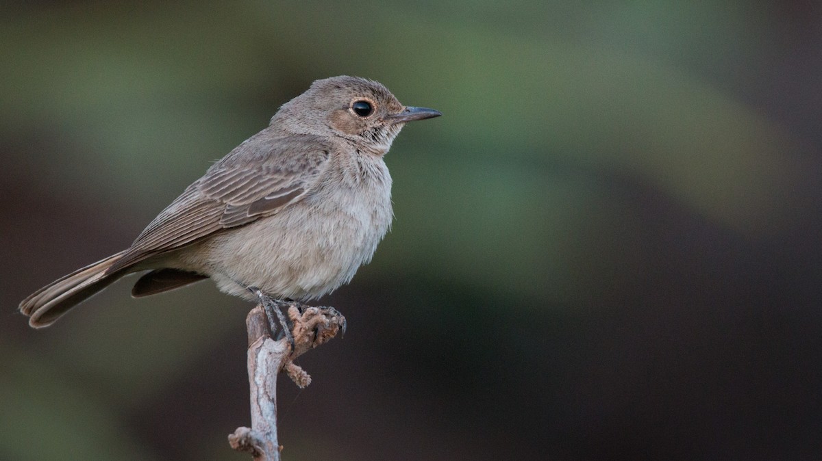 Brown-tailed Chat - ML33608541