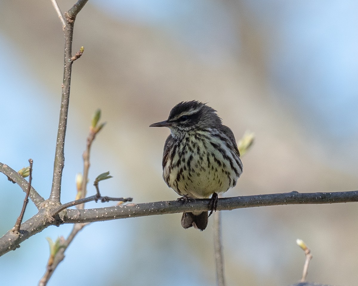 Northern Waterthrush - ML336087131