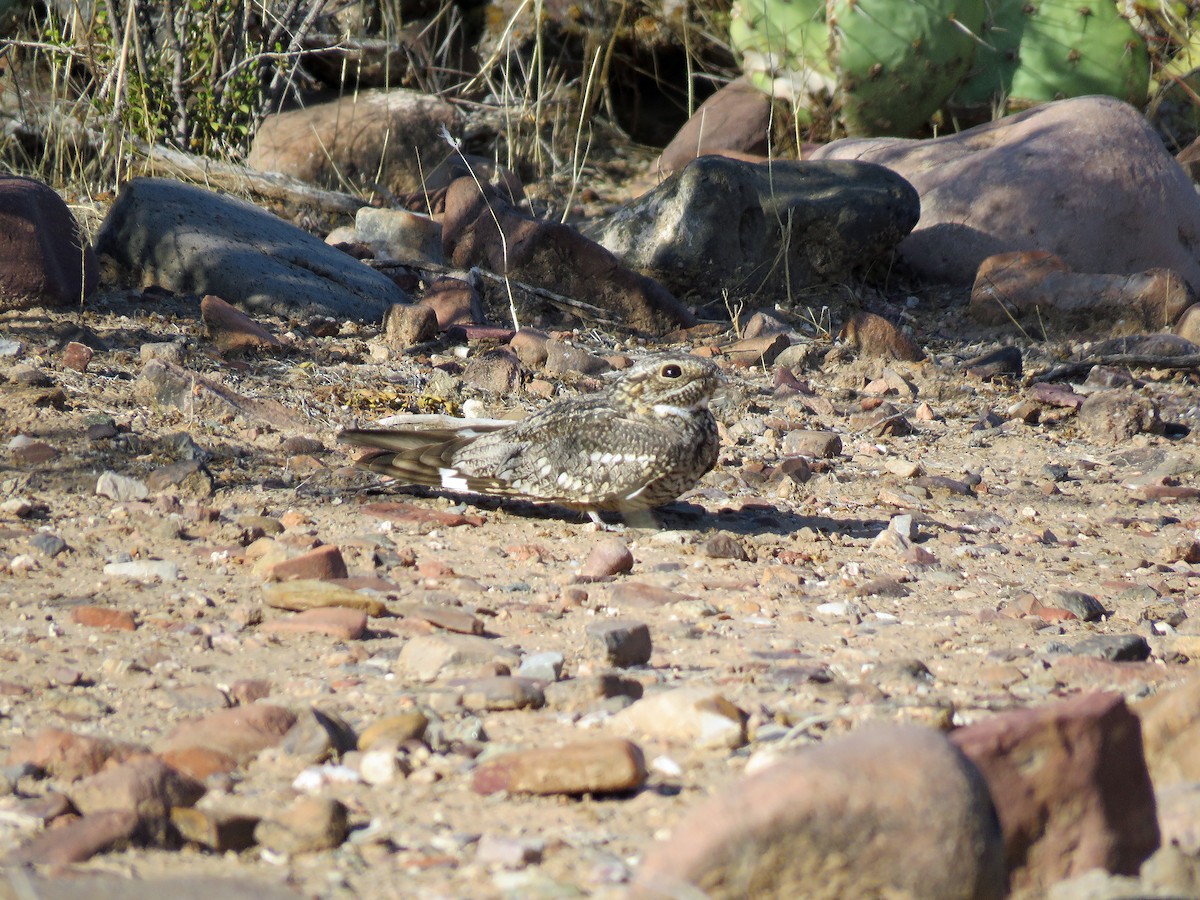 Lesser Nighthawk - David Pearson