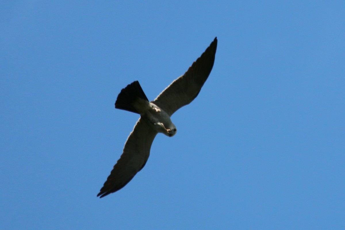 Mississippi Kite - ML336087271