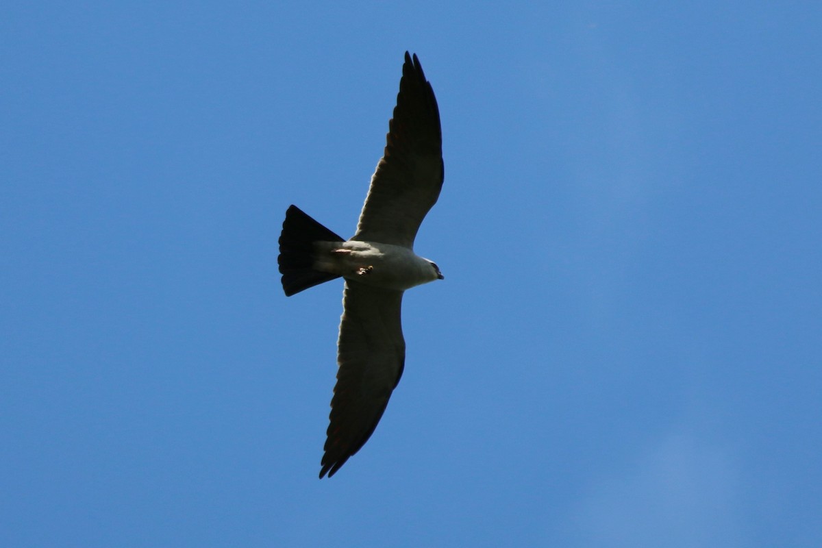 Mississippi Kite - ML336087611