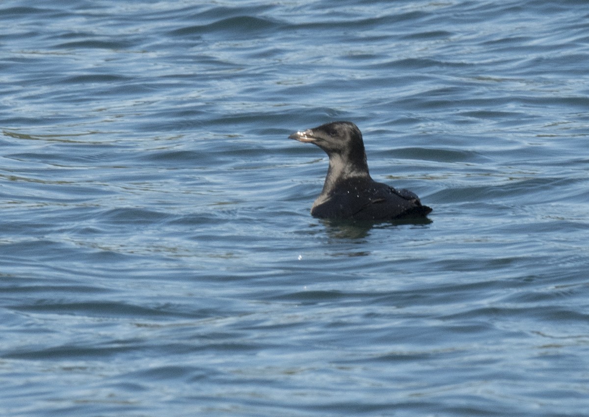 Rhinoceros Auklet - ML33608821